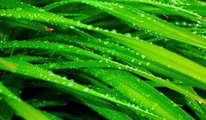 Preview wallpaper grass, dew, drops, green, wet