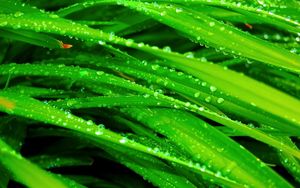 Preview wallpaper grass, dew, drops, green, wet