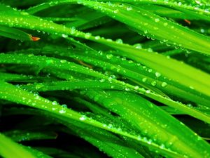 Preview wallpaper grass, dew, drops, green, wet