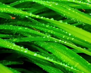 Preview wallpaper grass, dew, drops, green, wet