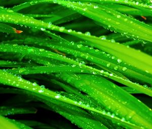 Preview wallpaper grass, dew, drops, green, wet