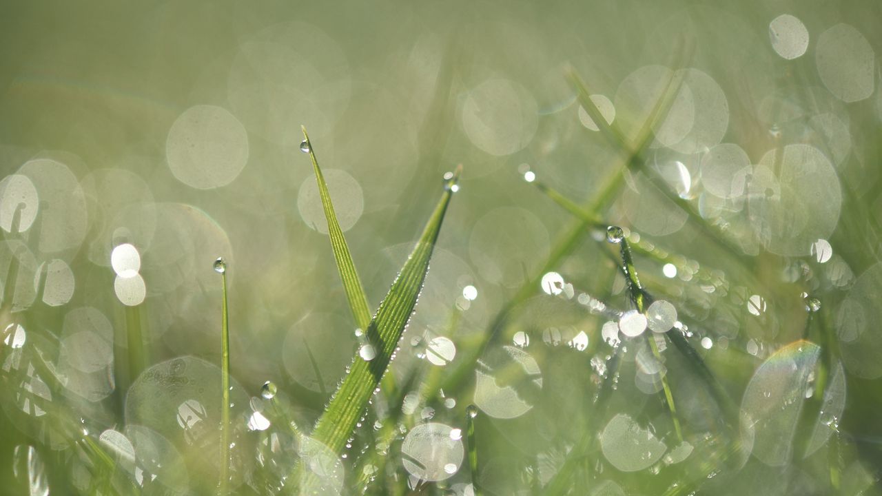 Wallpaper grass, dew, drops, macro, water