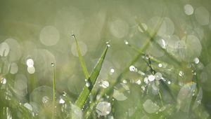 Preview wallpaper grass, dew, drops, macro, water