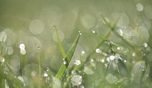 Preview wallpaper grass, dew, drops, macro, water