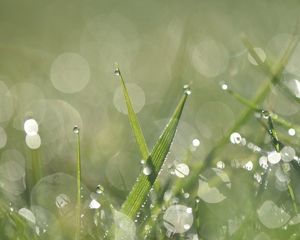 Preview wallpaper grass, dew, drops, macro, water