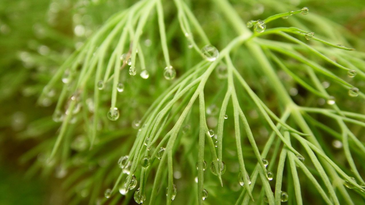 Wallpaper grass, dew, drops, wet