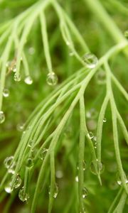 Preview wallpaper grass, dew, drops, wet