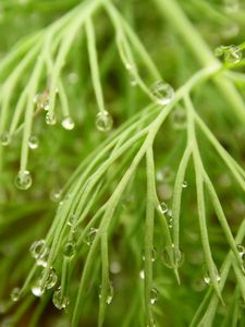 Preview wallpaper grass, dew, drops, wet