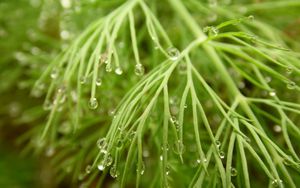 Preview wallpaper grass, dew, drops, wet