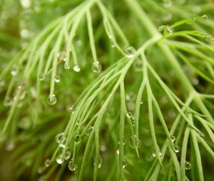 Preview wallpaper grass, dew, drops, wet