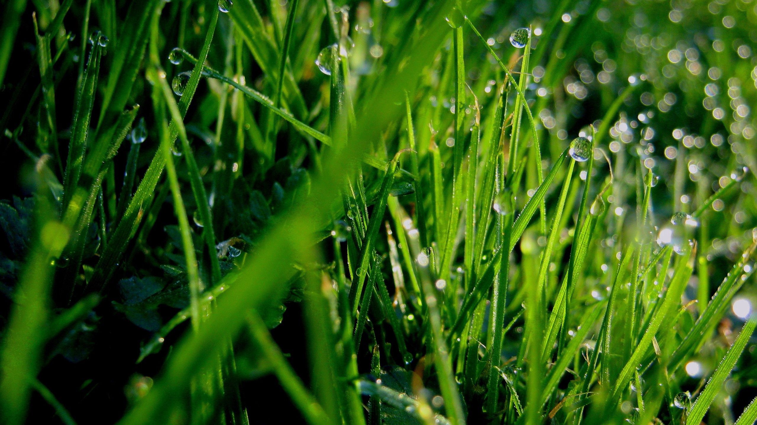 Download wallpaper 2560x1440 grass, dew, drops, green widescreen 16:9 ...