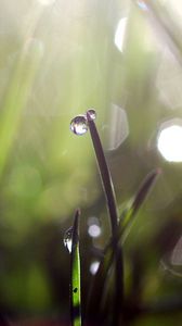 Preview wallpaper grass, dew, glare, light, drops