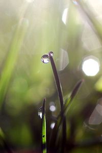 Preview wallpaper grass, dew, glare, light, drops