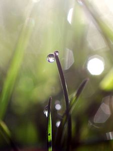 Preview wallpaper grass, dew, glare, light, drops