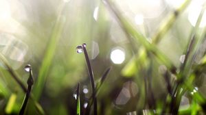 Preview wallpaper grass, dew, glare, light, drops