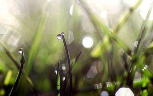 Preview wallpaper grass, dew, glare, light, drops