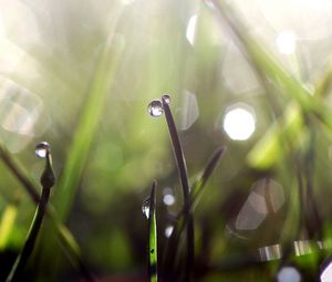 Preview wallpaper grass, dew, glare, light, drops