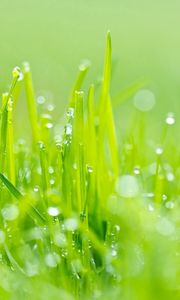 Preview wallpaper grass, dew, green, light