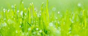 Preview wallpaper grass, dew, green, light