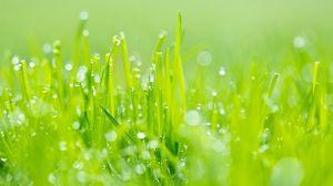 Preview wallpaper grass, dew, green, light