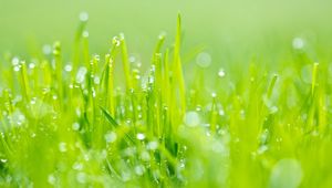 Preview wallpaper grass, dew, green, light