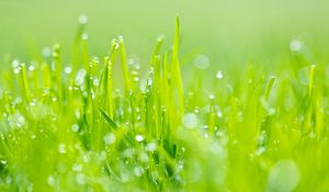 Preview wallpaper grass, dew, green, light