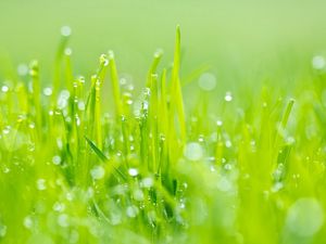 Preview wallpaper grass, dew, green, light