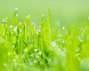 Preview wallpaper grass, dew, green, light