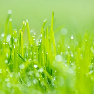 Preview wallpaper grass, dew, green, light