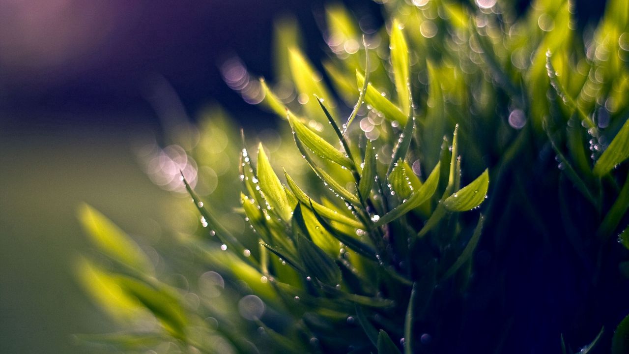 Wallpaper grass, dew, green