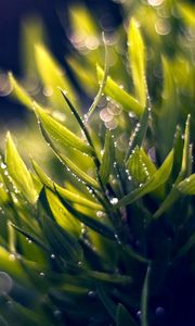 Preview wallpaper grass, dew, green