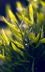 Preview wallpaper grass, dew, green