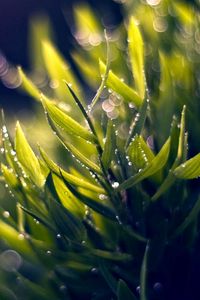 Preview wallpaper grass, dew, green