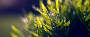 Preview wallpaper grass, dew, green