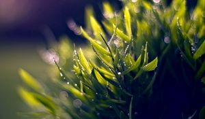 Preview wallpaper grass, dew, green