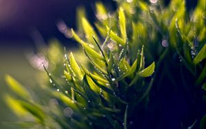 Preview wallpaper grass, dew, green