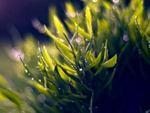 Preview wallpaper grass, dew, green