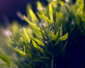 Preview wallpaper grass, dew, green