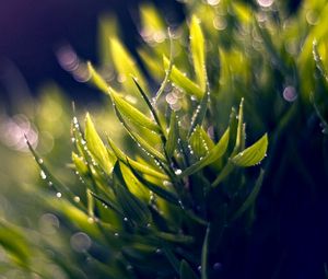 Preview wallpaper grass, dew, green