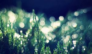 Preview wallpaper grass, dew, light, bokeh