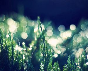 Preview wallpaper grass, dew, light, bokeh