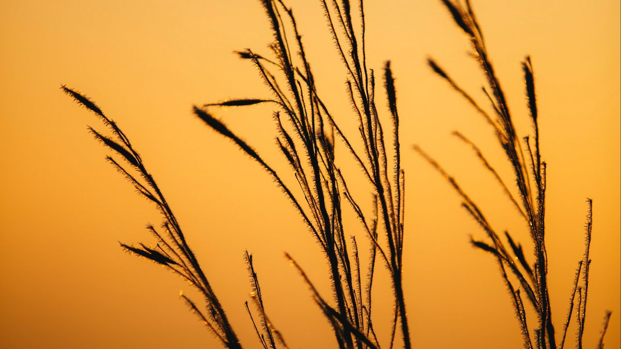 Wallpaper grass, dew, macro, dark, dusk