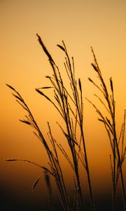 Preview wallpaper grass, dew, macro, dark, dusk