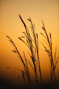 Preview wallpaper grass, dew, macro, dark, dusk