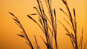 Preview wallpaper grass, dew, macro, dark, dusk