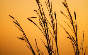 Preview wallpaper grass, dew, macro, dark, dusk