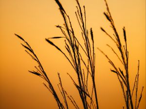 Preview wallpaper grass, dew, macro, dark, dusk