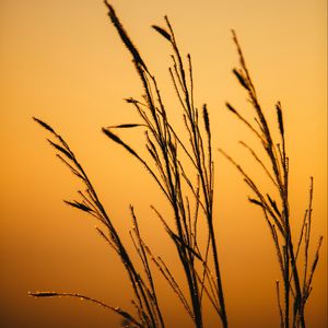 Preview wallpaper grass, dew, macro, dark, dusk