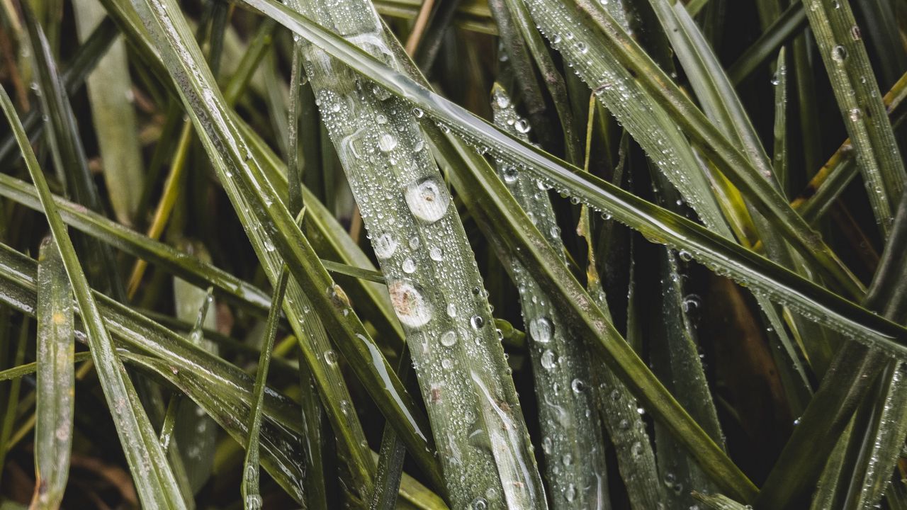 Wallpaper grass, dew, macro, drops, wet