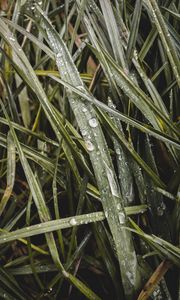 Preview wallpaper grass, dew, macro, drops, wet